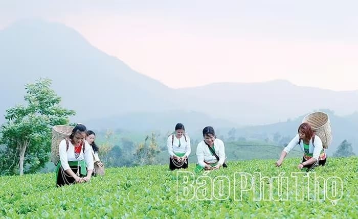 Chè Long Cốc được hái thủ công vào sáng sớm khi trời còn sương để giữ vị ngọt