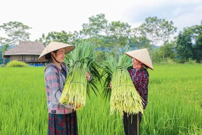 Chị Nguyễn Xuân Huế (bên phải) trên cánh đồng lúa nếp