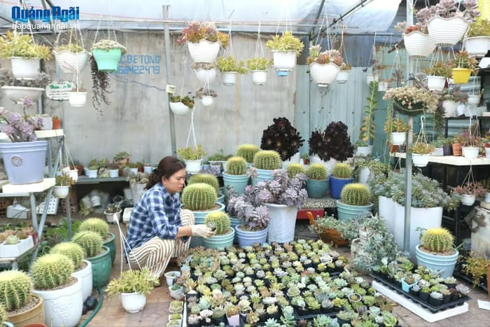 Chị Thảo chăm sóc vườn sen đá