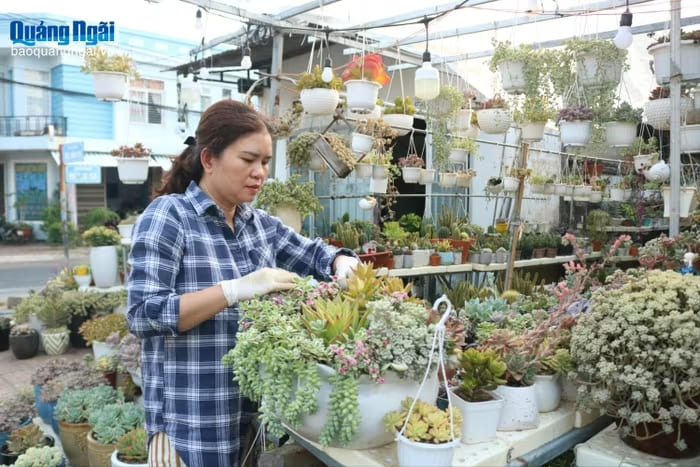 Chị Thảo sáng tạo, pha trộn nhiều loại sen đá với nhau và kết hợp cùng gỗ, đá tạo thành tác phẩm tiểu cảnh