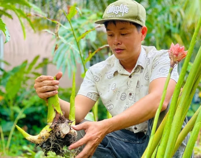Để đáp ứng nhu cầu của khách hàng, anh Sang xuất bán củ sen Đa Lộc giống với giá 20.000 đồng/củ