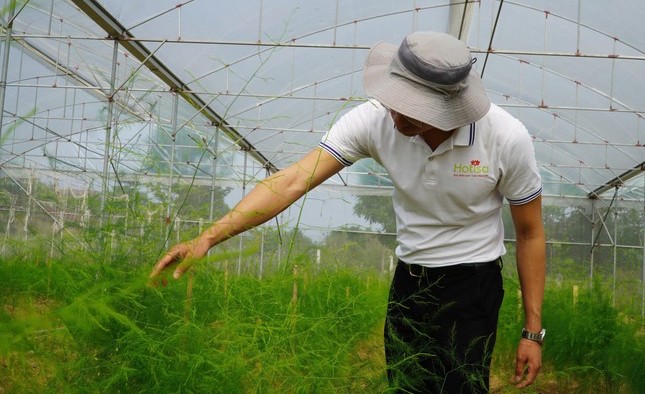 Diện tích trồng rau tại xã Đồng Môn