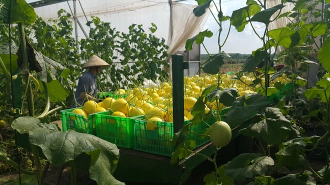 Dưa lưới là sản phẩm thành công đầu tiên của Unifarm trước khi mạnh dạn thử nghiệm những loại trái cây khác