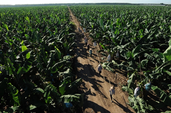 Hiện chuối là sản phẩm chủ lực của Unifarm, cung ứng cho thị trường trong nước và xuất khẩu sang Nhật, Trung Đông, Trung Quốc và nhiều nhất là Hàn Quốc