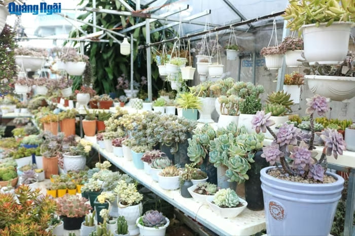 Mỗi tháng, chị Thảo thu về hơn 20 triệu đồng từ việc bán sen đá