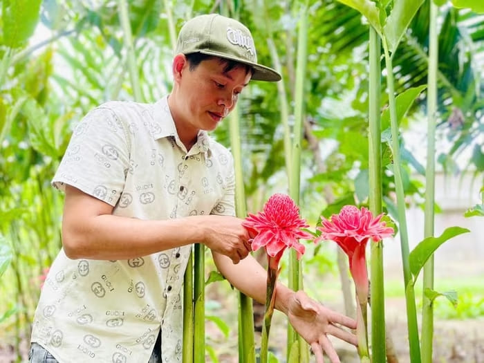 Sen Đa Lộc thuộc họ gừng, thân giống cây riềng và có độ cao trung bình từ 3-5 m, hoa có hình dáng tương tự hoa sen nhưng cánh nhỏ hơn
