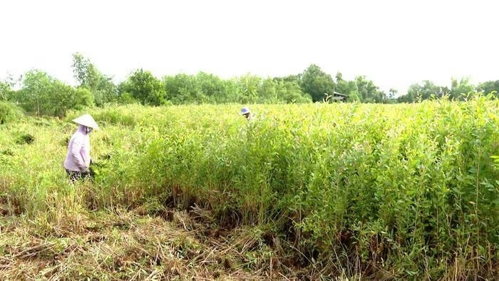 Vùng nguyên liệu cây tràm gió