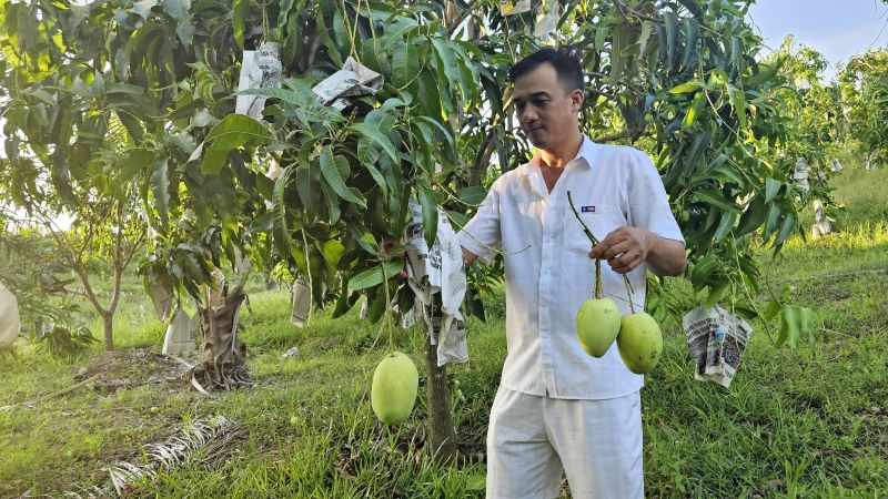 Anh Võ Thanh Điền bên vườn xoài Tứ Quý của mình