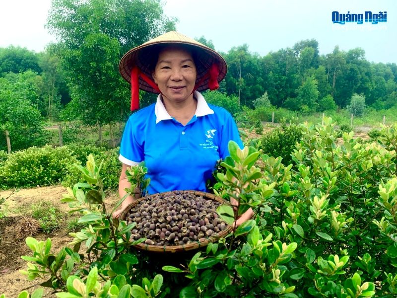 Bà Hảo thường hái được chừng 4 - 6kg quả trong mỗi lần thu hoạch