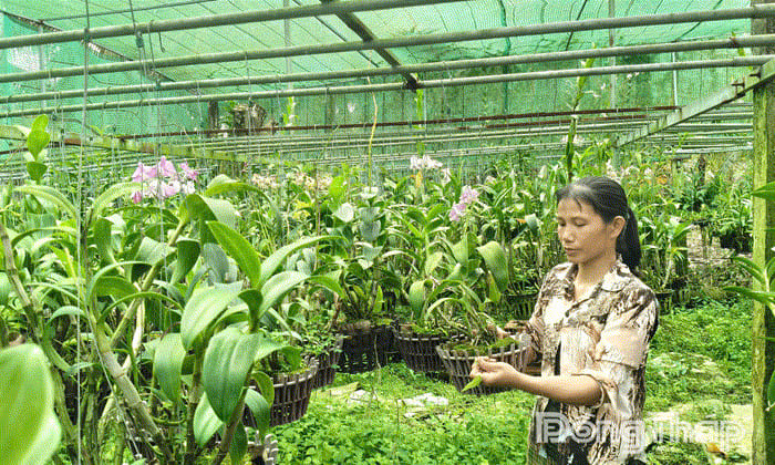 Chị Huệ khởi nghiệp thành công với mô hình trồng hoa lan