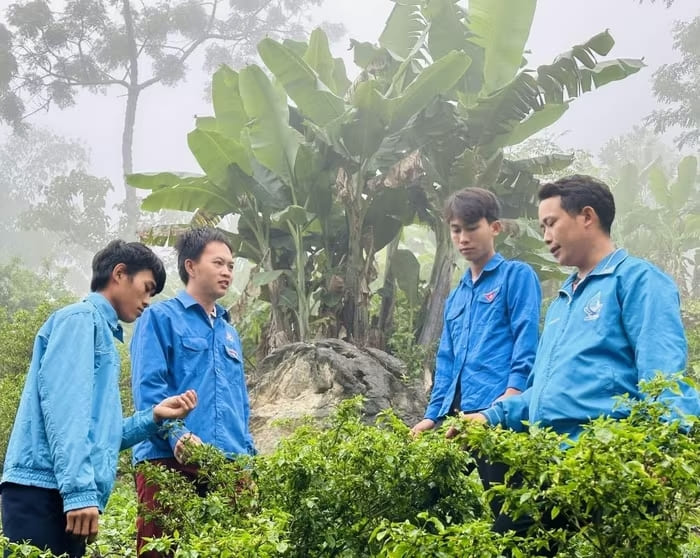 Đoàn viên, thanh niên xóm Khuổi Bốc tham quan, học tập mô hình trồng ớt thóc