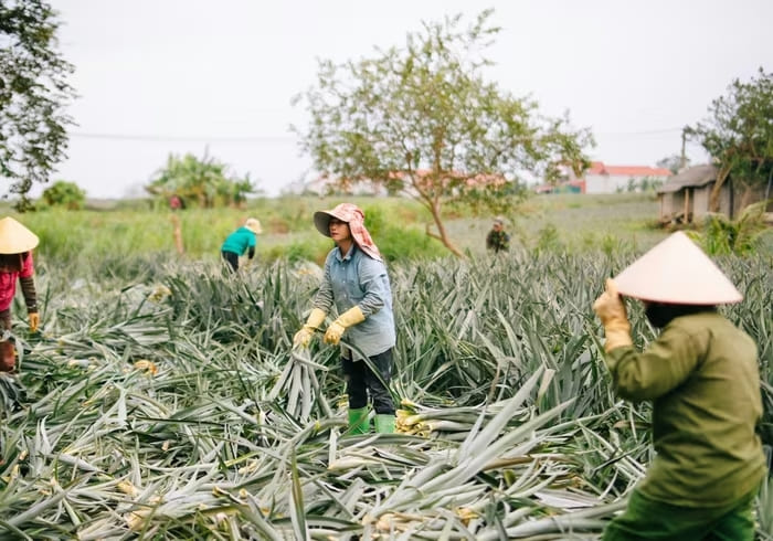 Nông dân thu hoạch lá dứa