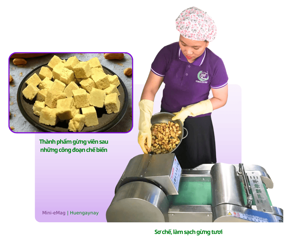 Sơ chế, làm sạch gừng tươi