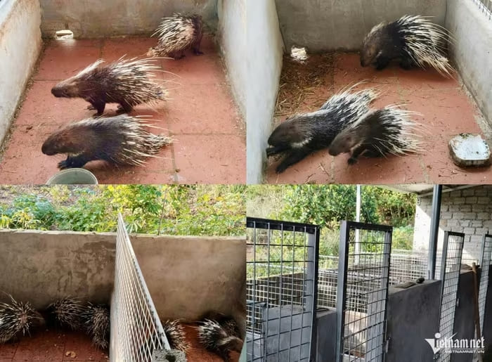 Trang trại nuôi dúi của Tú hiện có gần 200 con