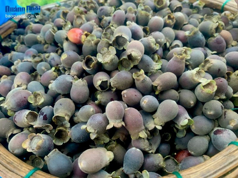 Trung bình mỗi cây sim sẽ cho thu hoạch từ 3 - 5kg quả