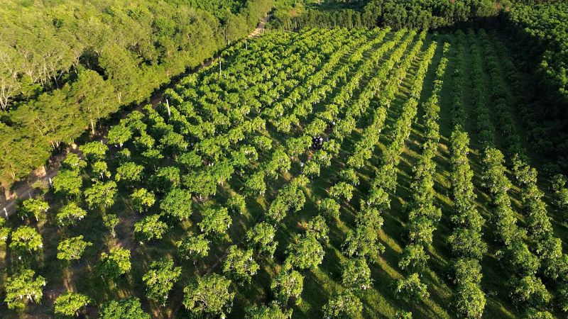 Vườn xoài Tứ Quý rộng 2,8ha của anh Võ Thanh Điền tại thôn Kiên Phước, xã Ái Tử