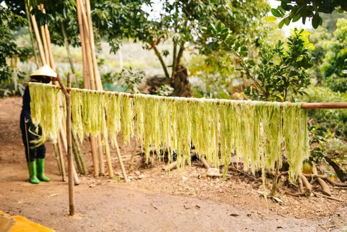 Xơ dứa được phơi khô sau khi rửa