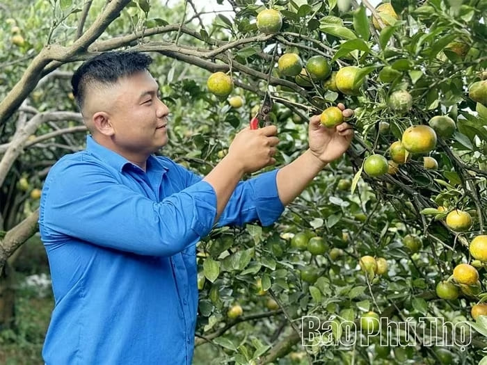 Anh Phạm Trung Kiên, Bí thư chi đoàn khu 3 với mô hình trồng cây quả có múi