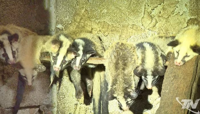 Cầy vòi mốc là loài động vật thuộc nhóm quản lý đặc biệt, việc nuôi và gây giống được cơ quan chức năng giám sát chặt chẽ