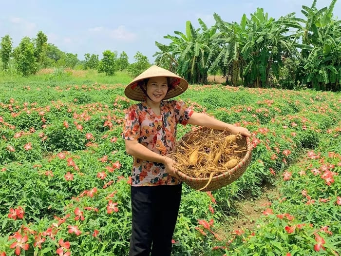 Chị Bình phủ xanh vùng đồi bằng những luống sâm