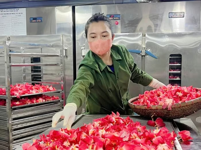 Chị Nguyễn Thị Bình bên những bông hoa sâm bố chính