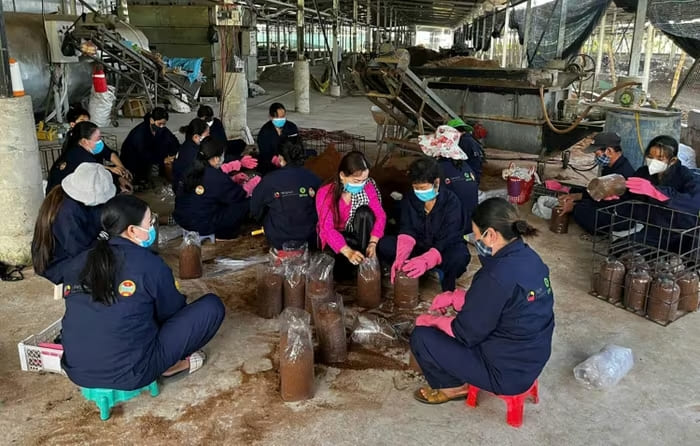 Cơ sở trồng nấm của nữ giáo viên tạo công việc ổn định cho 20 công nhân