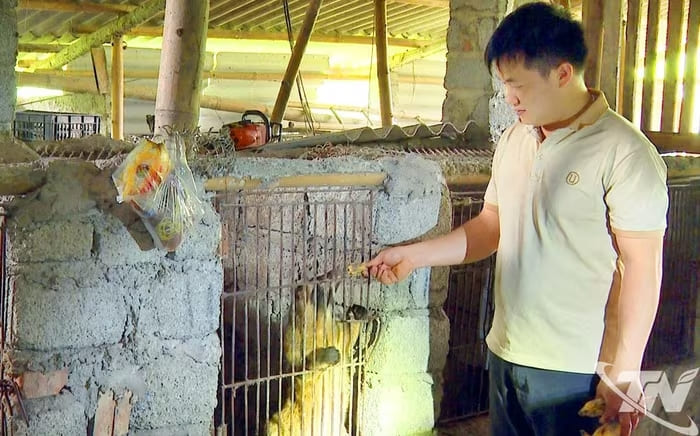 Mô hình nuôi cầy vòi mốc của anh Hoàng Văn Linh, ở thôn Pác Chi, xã Thượng Minh