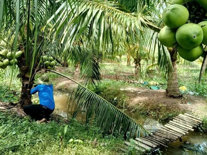 Mô hình "thu nhập kép" từ dừa và cá giúp anh Hận phát triển kinh tế gia đình và địa phương