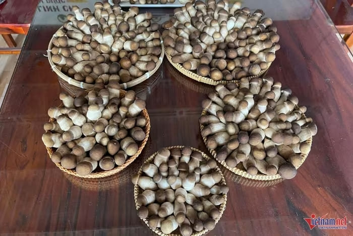 Nấm mối đen thu hoạch từ sáng sớm và giao lại cho các thương lái.