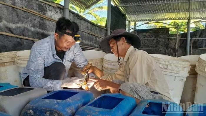 Ông Xoàn chuyển giao kỹ thuật nuôi cua lột cho nông dân chung quanh