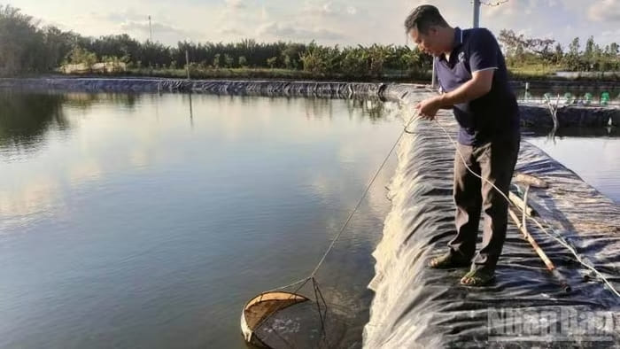 Ông Xoàn nuôi cua trong ao trước khi đưa vào thùng nhựa cho lột tự nhiên