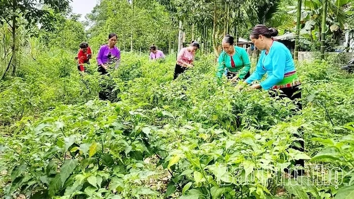 Ớt rừng Phú Lương cho thu quả chính vụ từ tháng 3 đến tháng 5