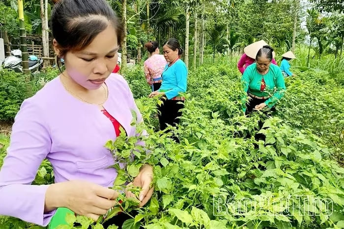 Thành viên Tổ hợp tác Ớt rừng Phú Lương cẩn thận thu hái ớt