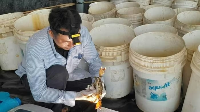 Thầy giáo Đào Phước Xoàn nuôi cua lột đạt chứng nhận OCOP hạng 3 sao