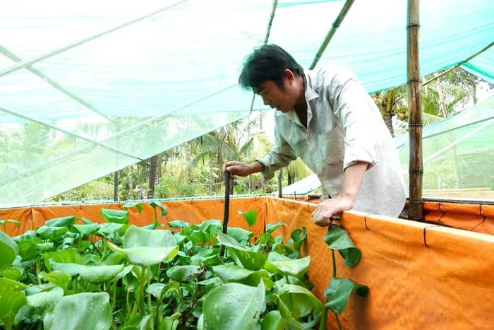 Trang trại nuôi cà cuống của anh Thuận tại phường Phước Thới, TP. Cần Thơ