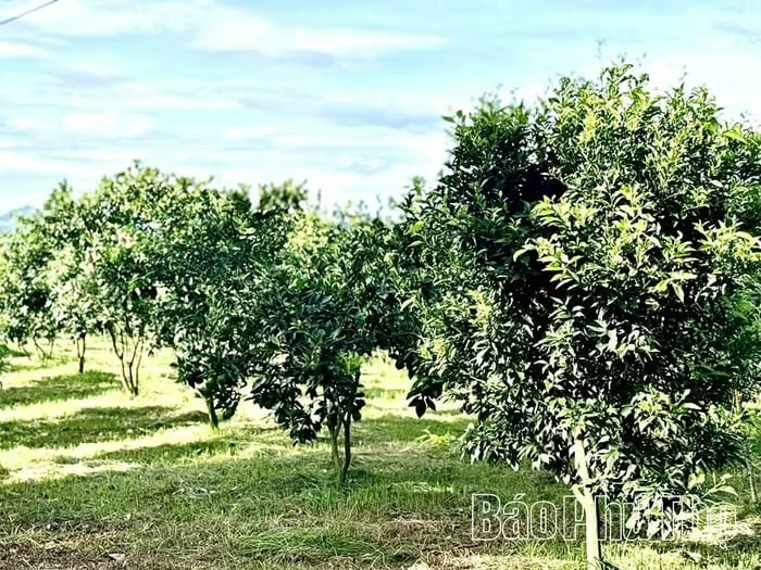 Vườn cam của gia đình anh Phạm Trung Kiên được chăm sóc theo đúng quy trình sản xuất an toàn VietGAP