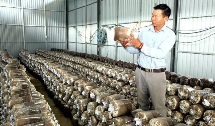 Anh Đặng Văn Bình kiểm tra nấm giống