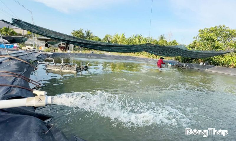 Hệ thống sục oxy trong ao nuôi cá chạch lấu của anh Tuấn