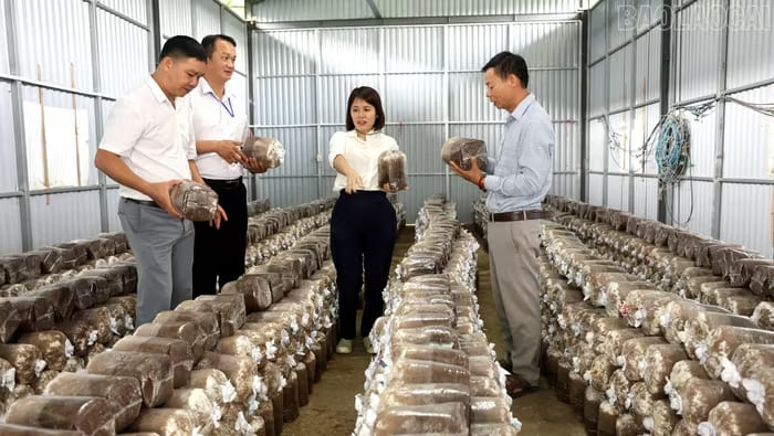 Lãnh đạo Đảng ủy, UBND xã Khánh Yên thăm cơ sở nuôi trồng nấm của Hợp tác xã Nông - lâm nghiệp và Dịch vụ Bình Phú