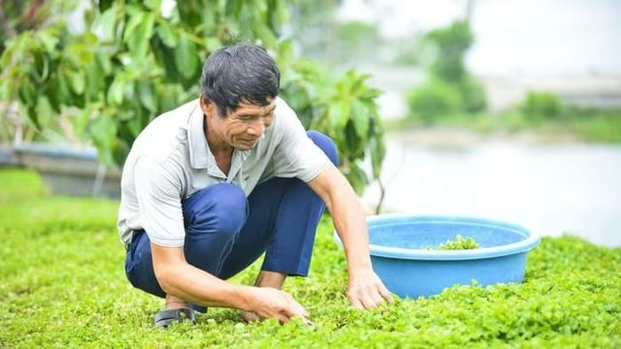 Lão nông Lê Viết Ngọc biến loài rau dại thành ý tưởng khởi nghiệp