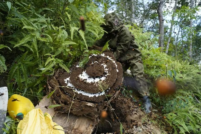 Mùa thu hoạch ong đất tại xóm Phjắc Cát, xã Nam Tuấn