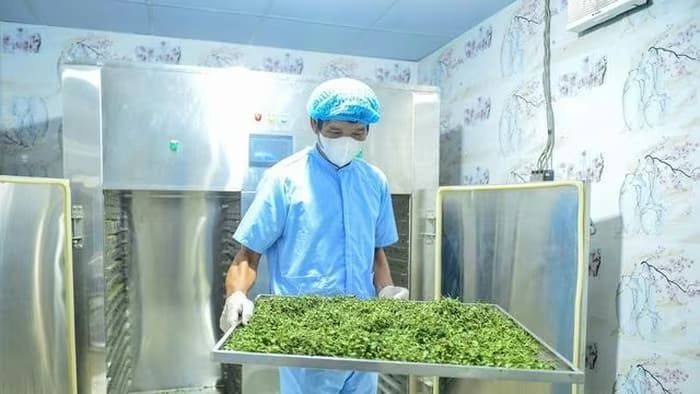 Sự mạnh dạn của ông đã mang lại hiệu quả kinh tế cho địa phương nghèo