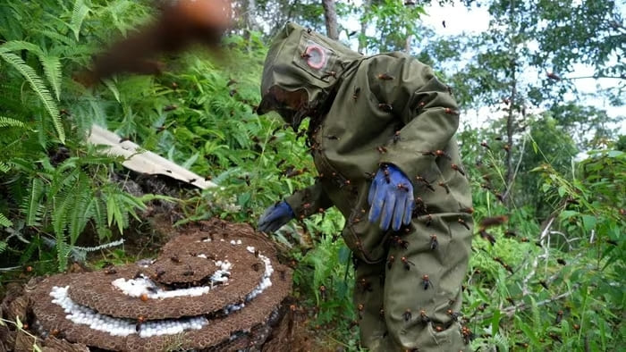 Tổ ong đất có trọng lượng 26 kg