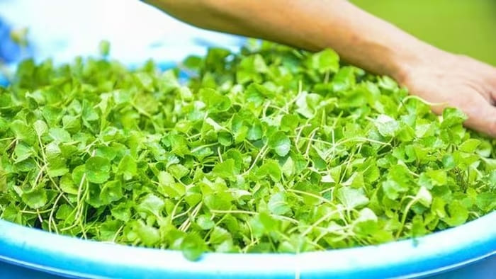 Từ những bữa rau luộc qua ngày, người đàn ông Thọ Long đã thắp lên câu chuyện làm nông bằng cái tâm