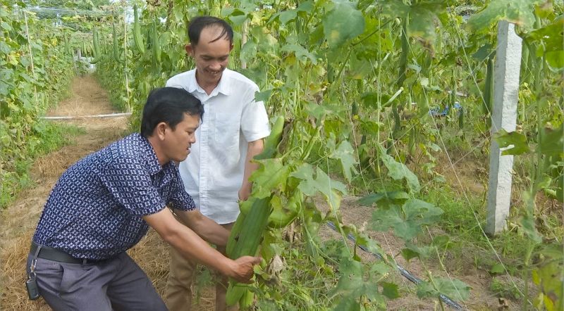 Anh Võ Xuân Đặng (áo trắng) tại vườn mướp của gia đình