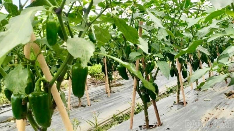Giống ớt xanh xuất khẩu được thị trường ưa chuộng