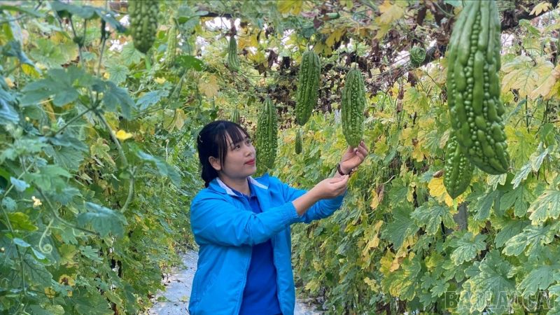 Hà Thị Vỹ thăm mô hình trồng mướp đắng lấy hạt của đoàn viên thanh niên trên địa bàn phường Cầu Thia