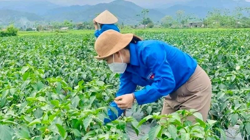 Hà Thị Vỹ – Bí thư Đoàn phường Cầu Thia, Tổ trưởng Tổ hợp tác trồng ớt xuất khẩu kiểm tra quá trình phát triển của cây ớt