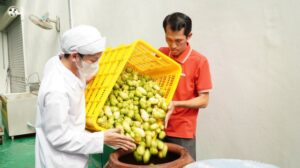 Bỏ công việc ổn định ở TPHCM, anh Khưu Văn Chương (áo đỏ) về quê khởi nghiệp từ loại cây mọc nhiều ở vùng U Minh Hạ, lợi nhuận khoảng 2 tỷ đồng mỗi năm