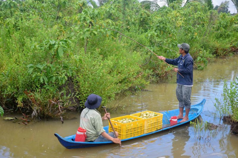 Cây nhàu dễ trồng, không cần phân thuốc, chỉ làm cỏ và tưới nước định kỳ lúc nhỏ